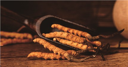 什么是斷草？斷草和冬蟲夏草的區(qū)別和購買常識(shí)